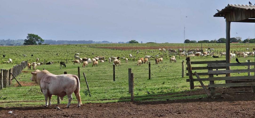 Evento do IDR-Paraná discute opção estratégica para pecuária no Arenito Caiuá
