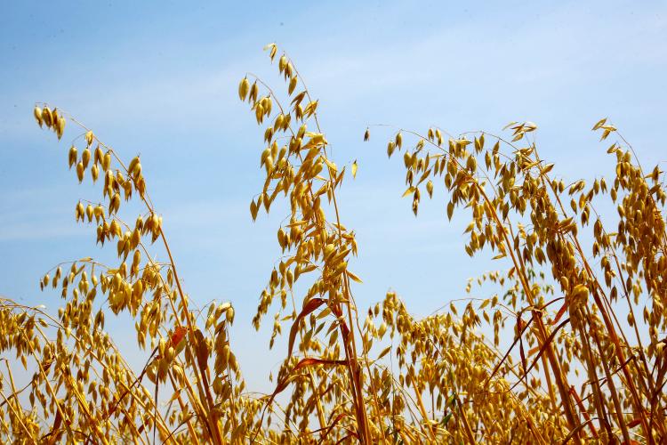 Com quase 47 milhões de toneladas, Paraná registra maior safra de grãos de sua história