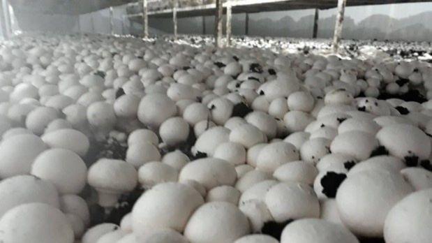 Exportações de milho crescem 179% no Paraná e triplicam a receita em relação ao ano passado