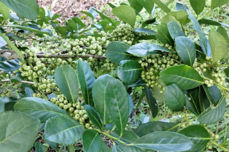 Arranjo de pesquisa sobre erva-mate vai impulsionar inovações na cadeia produtiva