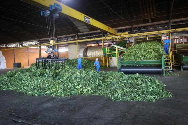 Arranjo de pesquisa sobre erva-mate vai impulsionar inovações na cadeia produtiva