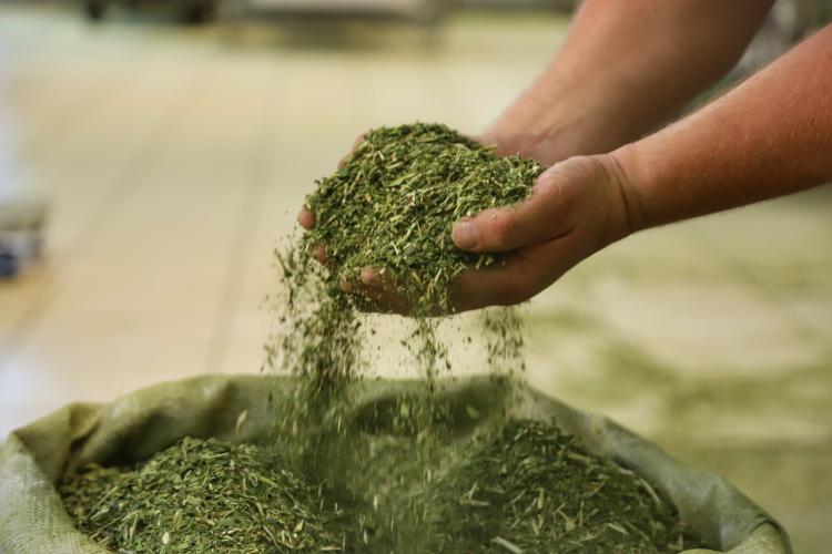 Arranjo de pesquisa sobre erva-mate vai impulsionar inovações na cadeia produtiva