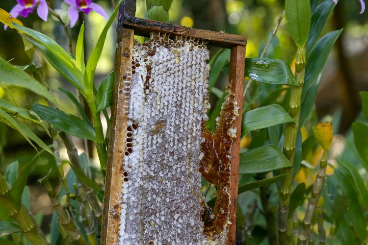 Exportações de milho crescem 179% no Paraná e triplicam a receita em relação ao ano passado