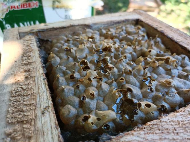 Seminário de meliponicultura reúne mais de 500 participantes em Prudentópolis