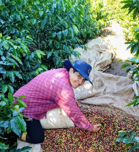 23ª edição do Concurso Café Qualidade Paraná comprova a força da mulher no campo