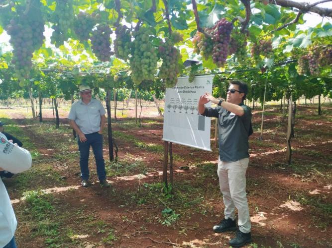Produtores de uva de Marialva participam da 1ª Jornada Tecnológica em Fruticultura