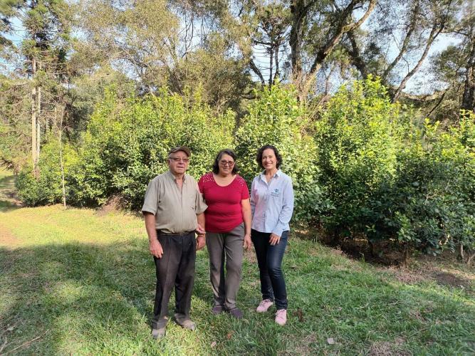 Rio Negro tem o maior erval orgânico da Região Metropolitana de Curitiba