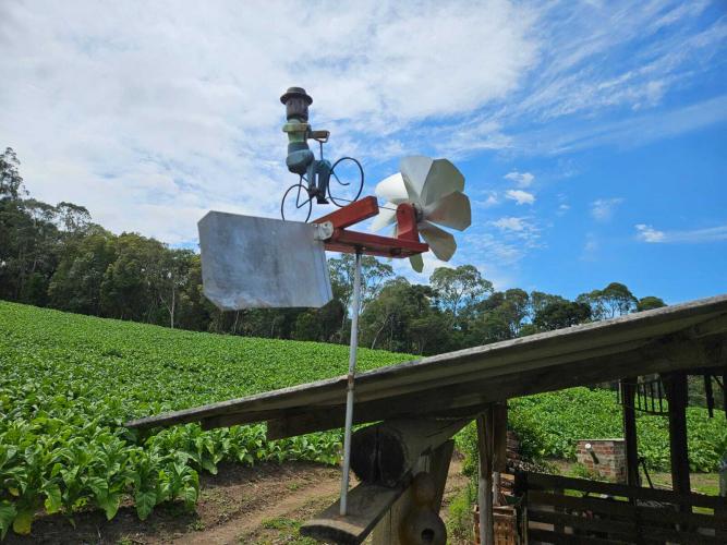 Rio Negro tem o maior erval orgânico da Região Metropolitana de Curitiba