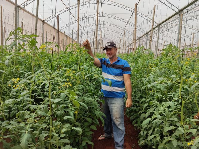 Colheita histórica de tomate em Maria Helena destaca atuação do IDR-Paraná e força do manejo técnico