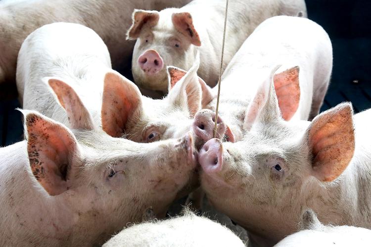 Deral calcula que VBP do Paraná ultrapasse R$ 200 bilhões em 2025