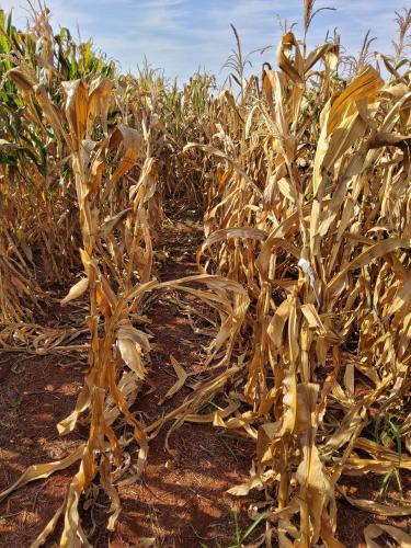 Milho: perda por enfezamentos pode passar de 60%, revela estudo