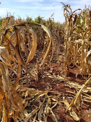 Milho: perda por enfezamentos pode passar de 60%, revela estudo