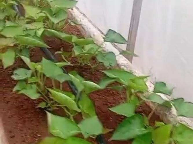 AgroTec 2026 consolida integração entre tecnologia, sustentabilidade e produção rural