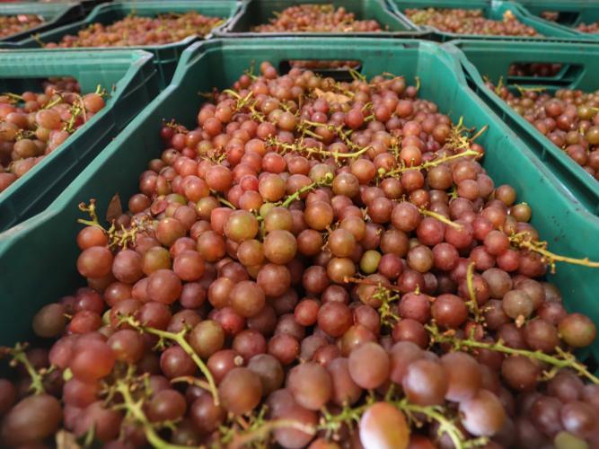 Deral aponta que feijão reage nos preços e orienta decisões no campo paranaense