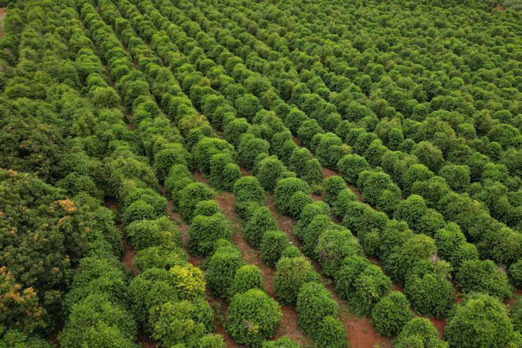 Café da Serra de Apucarana é o 24º produto do Paraná com Indicação Geográfica