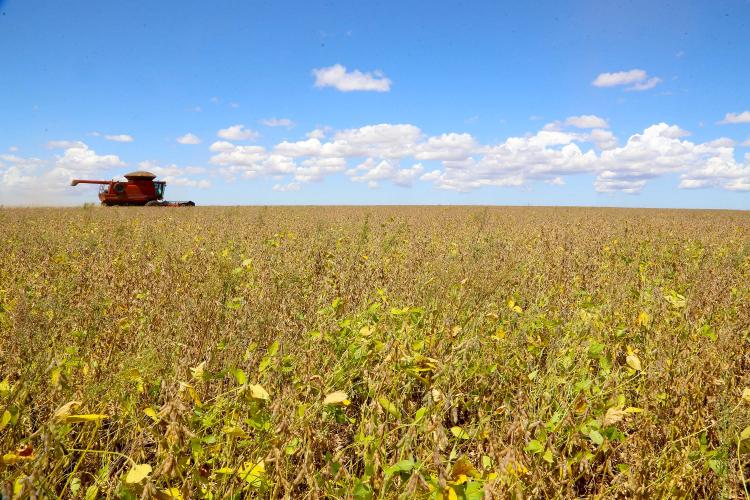Chuvas de verão favorecem lavouras e colheitas avançam no Paraná, aponta Deral
