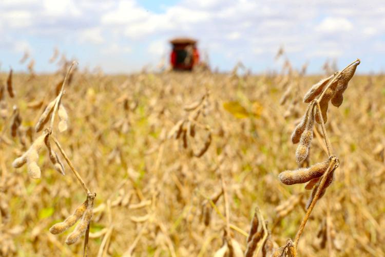 Chuvas de verão favorecem lavouras e colheitas avançam no Paraná, aponta Deral