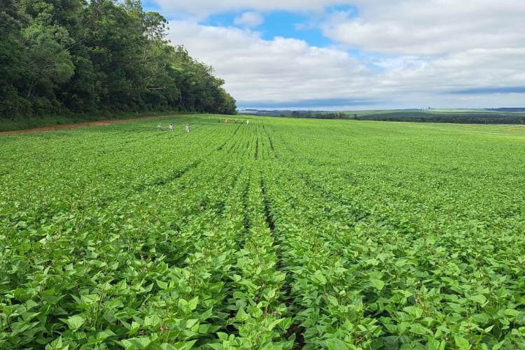 Cultivares desenvolvidas no Paraná representam quase 40% das sementes de feijão do País
