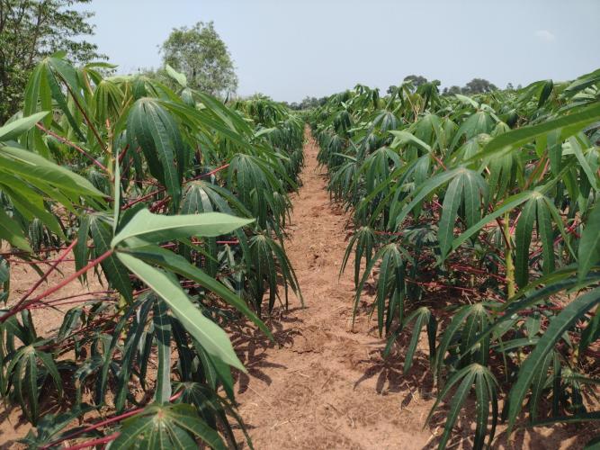 IDR-Paraná lançará novas cultivares de mandioca para a indústria no Show Rural 2026