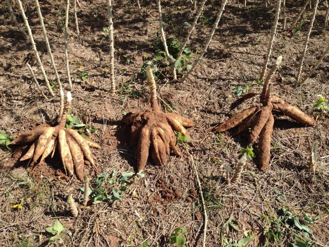 IDR-Paraná lançará novas cultivares de mandioca para a indústria no Show Rural 2026