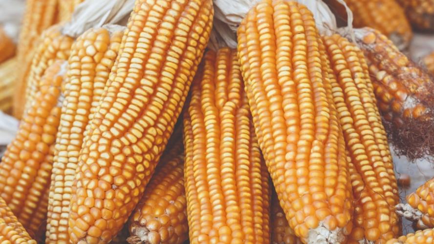 Soja e milho avançam no Paraná sob influência de altas temperaturas e chuvas irregulares, aponta Deral