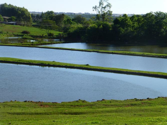 Verão aumenta cuidados com o manejo de viveiros de piscicultura