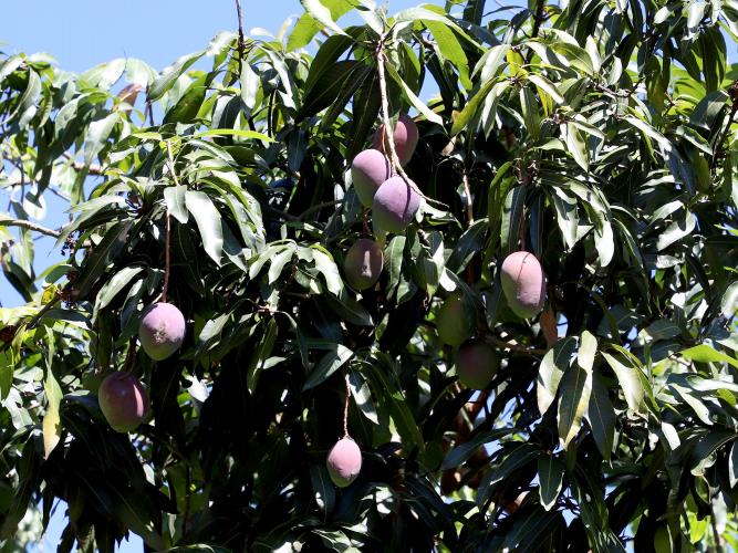 Deral aponta que feijão reage nos preços e orienta decisões no campo paranaense