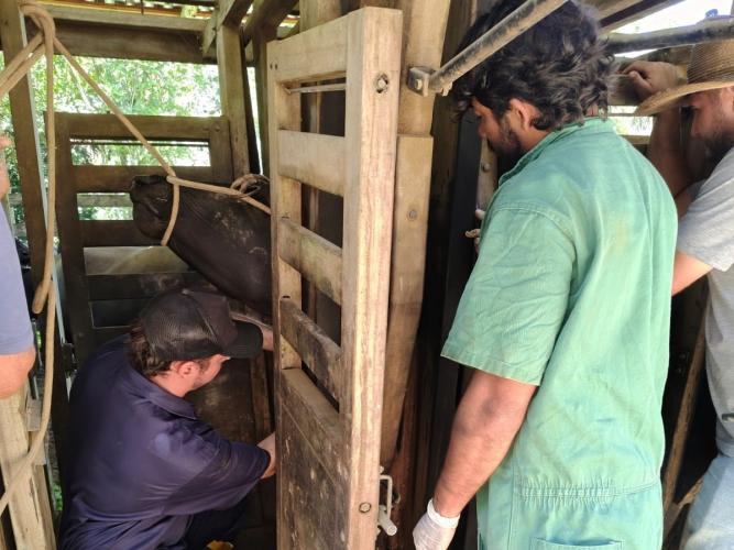 IDR-Paraná realiza exames brucelose e tuberculose em búfalos no Vale da Ribeira