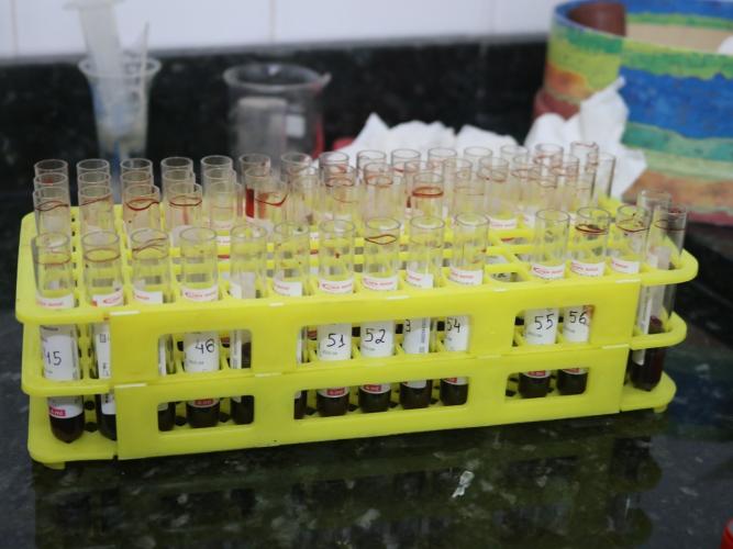 IDR-Paraná realiza exames brucelose e tuberculose em búfalos no Vale da Ribeira