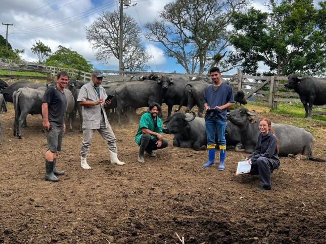IDR-Paraná realiza exames brucelose e tuberculose em búfalos no Vale da Ribeira