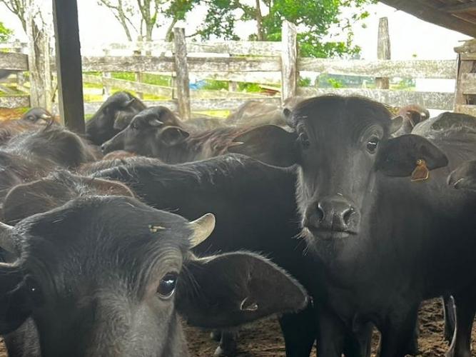 IDR-Paraná realiza exames brucelose e tuberculose em búfalos no Vale da Ribeira