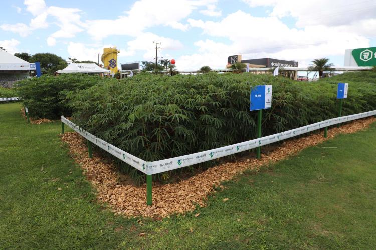 Resistentes e rentáveis: Estado lança cultivares de milho e mandioca no Show Rural