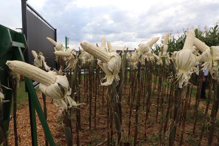 Resistentes e rentáveis: Estado lança cultivares de milho e mandioca no Show Rural