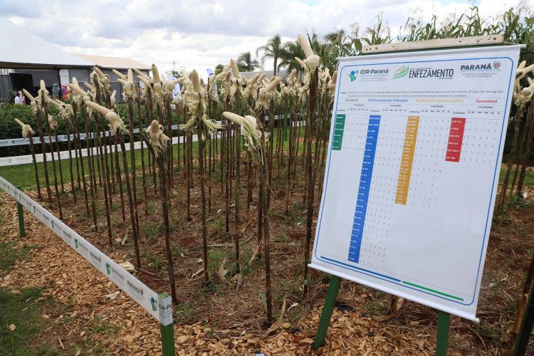 Resistentes e rentáveis: Estado lança cultivares de milho e mandioca no Show Rural