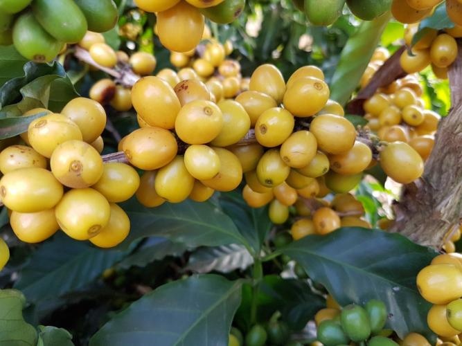 No Show RuraI, IDR-Paraná mostrará o universo do café paranaense em espaço interativo