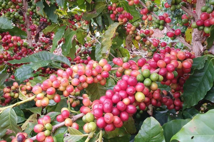 IDR-Paraná leva o universo do café do Estado para espaço interativo no Show Rural