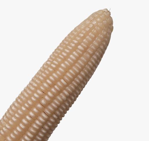 IDR-Paraná lança cultivar de milho branco no Show Rural 2026