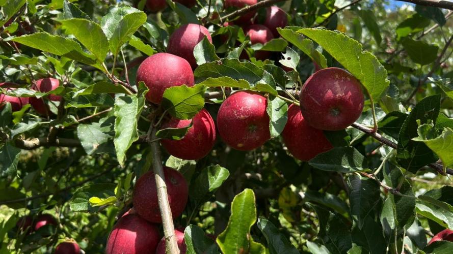 Assentados de Palmas colhem primeira safra de maçã