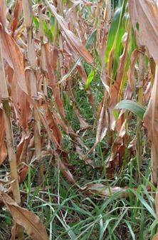 Extensionistas levantam dados sobre fertilidade do solo na área do lado de Itaipu