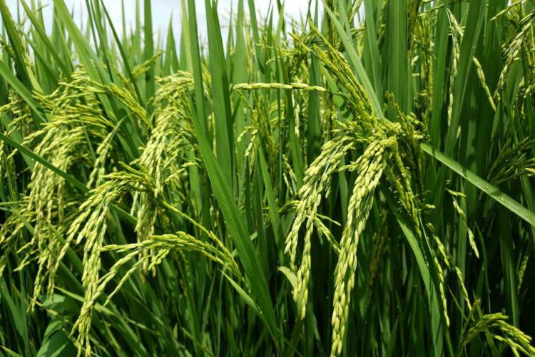 Paraná projeta retomada da produção de pera; exportações de suínos batem recorde