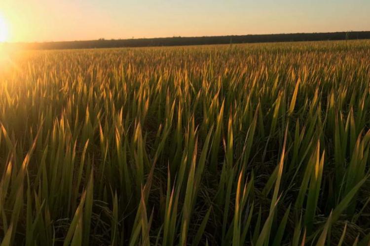 Paraná projeta retomada da produção de pera; exportações de suínos batem recorde