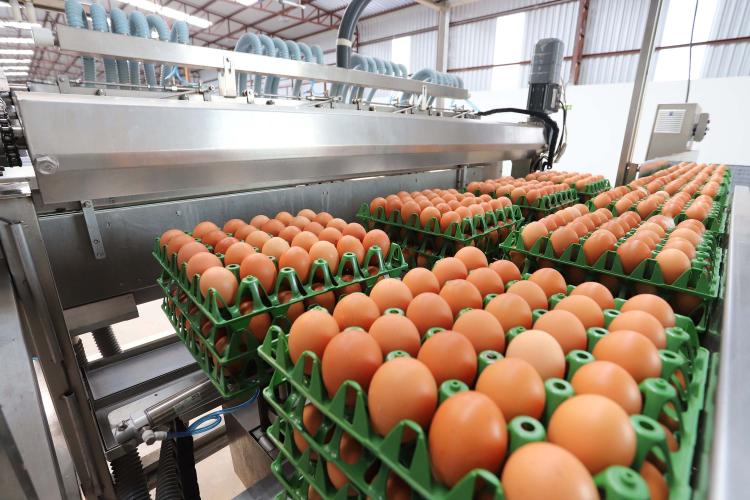 Paraná bate recorde na produção de frangos, suínos, bovinos, leite e ovos em 2025