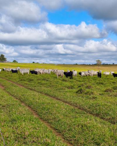 Dia de campo voltado à pecuária de corte em Maria Helena