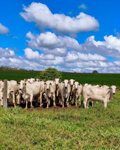 Animais da Fazenda Terra do Sol, em Maria Helena