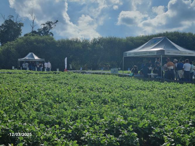 Feijão é tema de dia de campo em Ponta Grossa