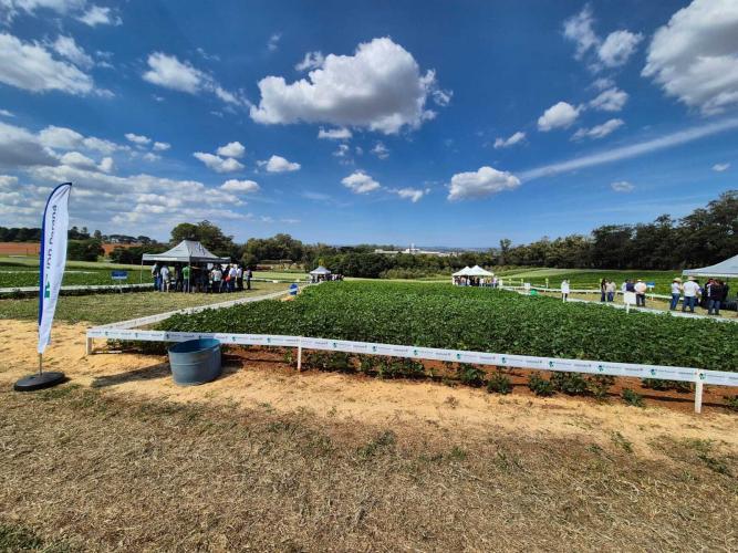 Dia de Campo Feijão Paraná reúne 340 participantes