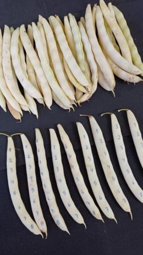 IDR-Paraná lança cultivar de feijão em Ponta Grossa