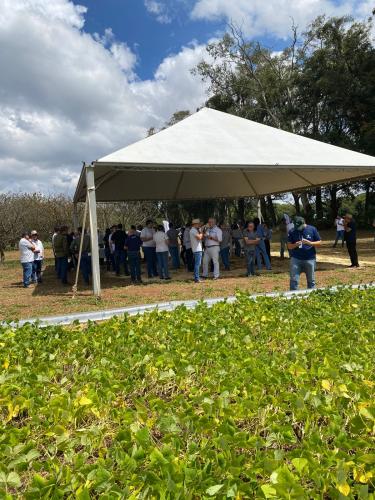 IDR-Paraná lança em Ponta Grossa a cultivar de feijão IPR Quiriquiri