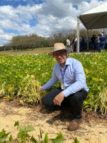 IDR-Paraná lança em Ponta Grossa a cultivar de feijão IPR Quiriquiri