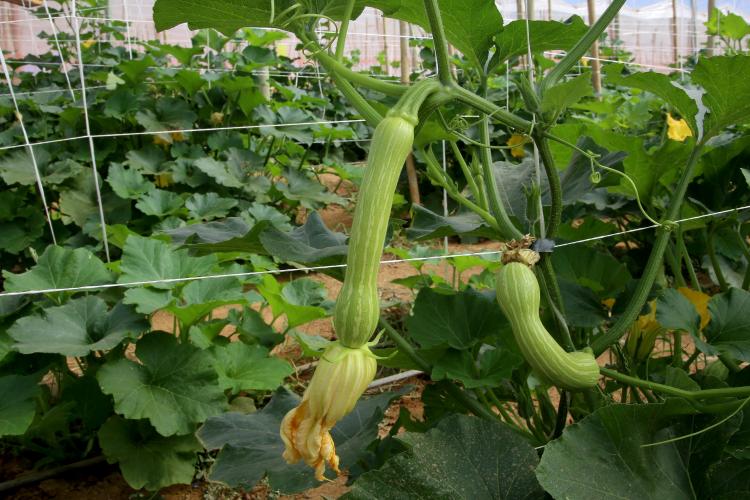 Cultivo de abobrinha movimenta mais de R$ 100 milhões no Paraná, que é o 4º maior produtor